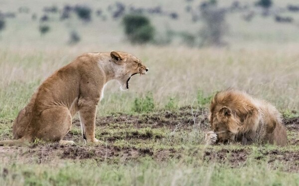 Τα λιοντάρια άλλαξαν: Επιστήμονες ανακάλυψαν μια νέα, αόρατη απειλή - εκτός από τον άνθρωπο