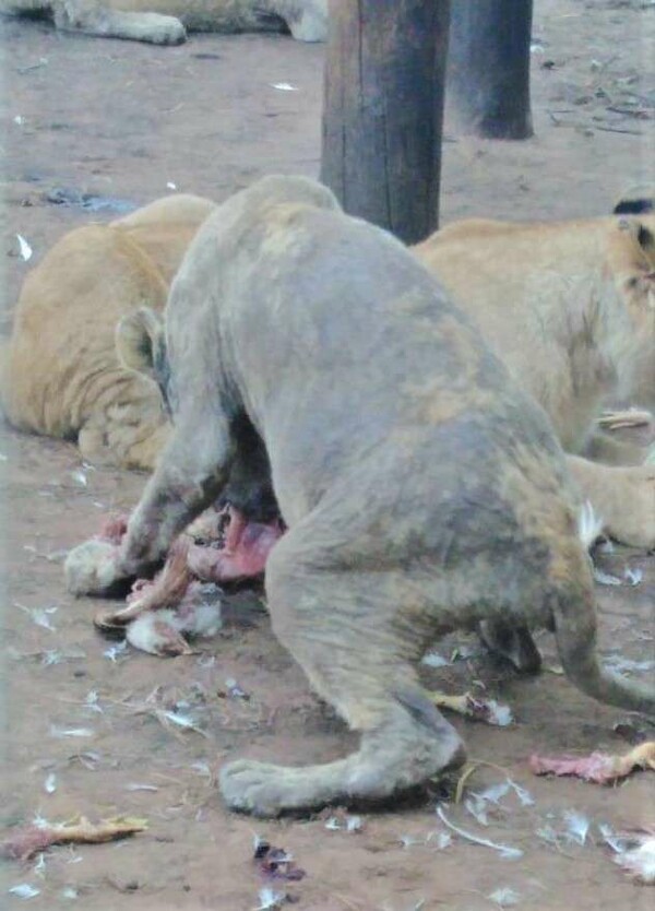 Φρίκη σε φάρμα με πάνω από 100 εξαθλιωμένα λιοντάρια - Οργή για την αποκάλυψη στη Ν. Αφρική