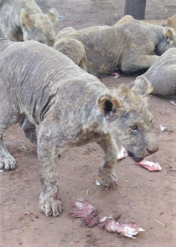 Φρίκη σε φάρμα με πάνω από 100 εξαθλιωμένα λιοντάρια - Οργή για την αποκάλυψη στη Ν. Αφρική