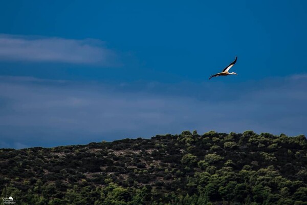 10 νέες φωτογραφίες απ' τα τέλεια ζώα των αναγνωστών μας #60