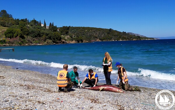 Τι σκοτώνει τα δελφίνια στο Αιγαίο: Ανησυχία από το Αρχιπέλαγος - O ρόλος της Τουρκίας