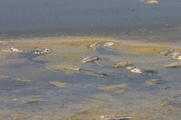 Χιλιάδες νεκρά ψάρια ξεβράστηκαν στην Κορώνεια - Δραματική η μείωση της στάθμης του νερού