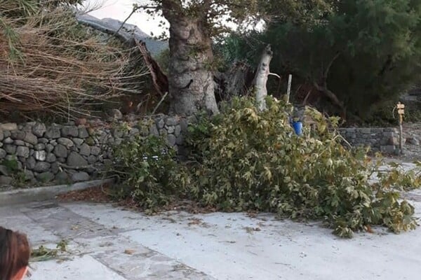 Ξεριζώθηκε ο πλάτανος στη Μυτιλήνη που έγινε σύμβολο της προσφυγικής κρίσης