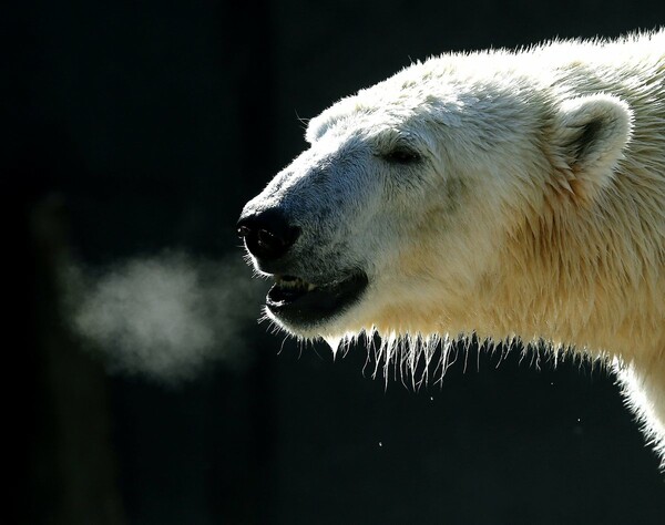 Εξαντλημένη πολική αρκούδα βρέθηκε σε χωριό εκατοντάδες χιλιόμετρα μακριά από το φυσικό της περιβάλλον