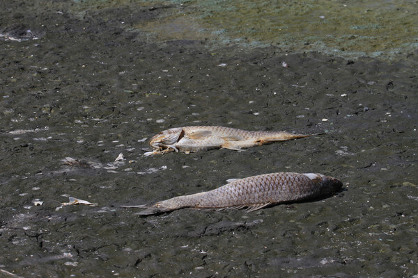 Χιλιάδες νεκρά ψάρια ξεβράστηκαν στην Κορώνεια - Δραματική η μείωση της στάθμης του νερού