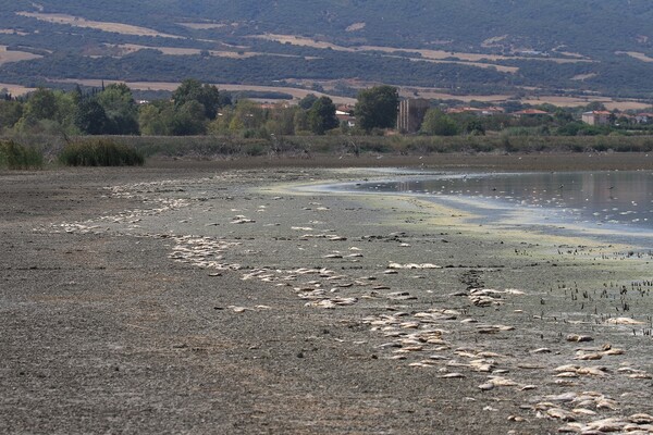 Χιλιάδες νεκρά ψάρια ξεβράστηκαν στην Κορώνεια - Δραματική η μείωση της στάθμης του νερού