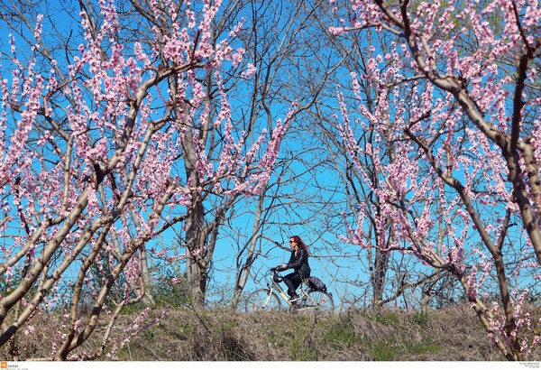 Το ελληνικό Hanami: Oι μοναδικές ανθισμένες ροδακινιές της Βέροιας