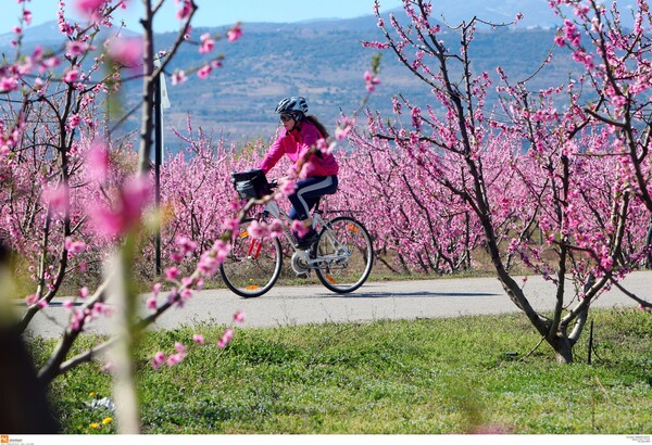 Το ελληνικό Hanami: Oι μοναδικές ανθισμένες ροδακινιές της Βέροιας