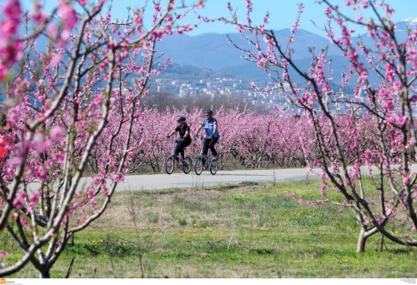 Το ελληνικό Hanami: Oι μοναδικές ανθισμένες ροδακινιές της Βέροιας