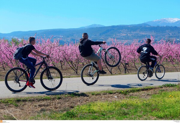 Το ελληνικό Hanami: Oι μοναδικές ανθισμένες ροδακινιές της Βέροιας