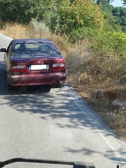Συνελήφθη ο άντρας που έδεσε σκύλο και τον έσερνε με το αυτοκίνητό του στην Κρήτη