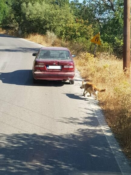 Συνελήφθη ο άντρας που έδεσε σκύλο και τον έσερνε με το αυτοκίνητό του στην Κρήτη