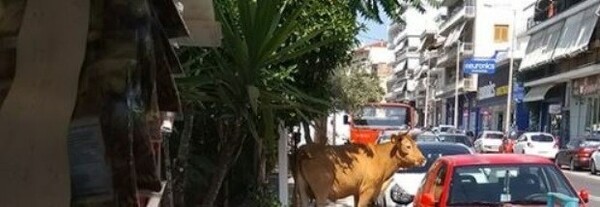 Λαμία: Κυνηγούσαν πανικόβλητο ταύρο μέσα στην πόλη