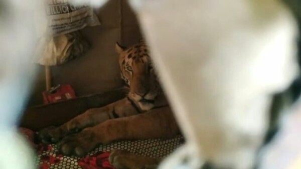 Εξαντλημένη τίγρη κατέφυγε στην κρεβατοκάμαρα σπιτιού για να γλιτώσει από τις πλημμύρες