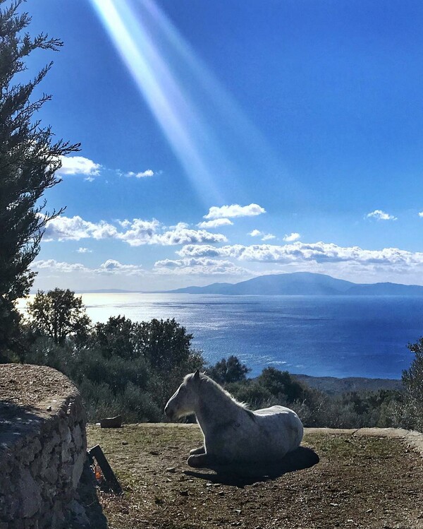 10 νέες φωτογραφίες απ' τα τέλεια ζώα των αναγνωστών μας #48