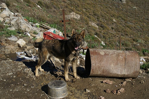 Πρόστιμο σε 66χρονο για πέντε βαρελόσκυλα στην Κρήτη