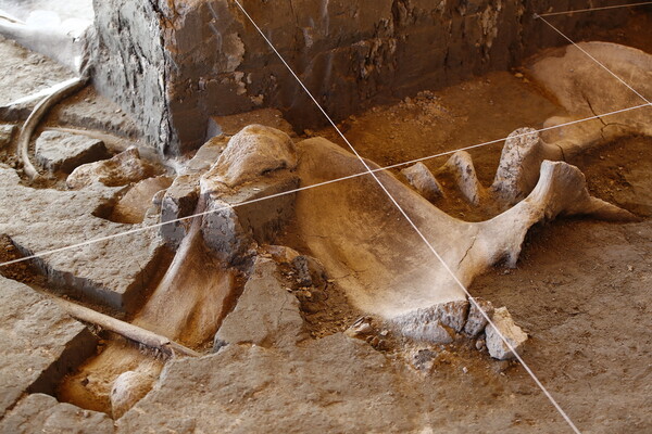 Μοναδική ανακάλυψη: Βρέθηκαν παγίδες για μαμούθ που κατασκεύασαν κυνηγοί πριν 15.000 χρόνια