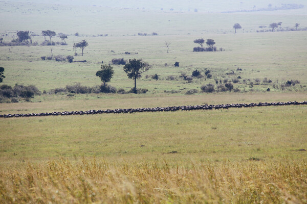 Μασάι-Μάρα: Σαφάρι στο εθνικό πάρκο της Κένυας που αποτελεί την τέλεια «τουριστική παγίδα»