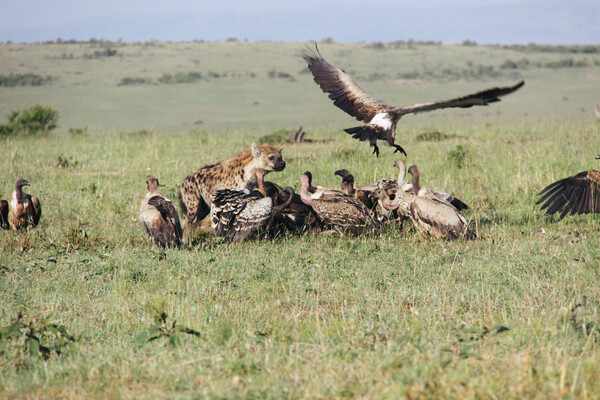 Μασάι-Μάρα: Σαφάρι στο εθνικό πάρκο της Κένυας που αποτελεί την τέλεια «τουριστική παγίδα»
