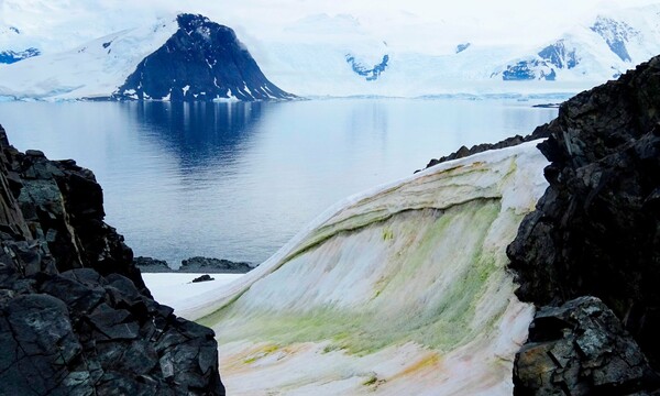 Έρευνα: Η κλιματική αλλαγή «πρασινίζει» την Ανταρκτική