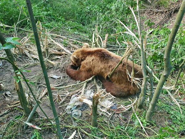 Απελευθερώθηκε ο «Θεόφιλος», η αρκούδα που είχε πιαστεί σε παράνομη παγίδα