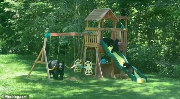 Μία αρκούδα με τα μωρά της κάνουν κούνιες σε αυλή σπιτιού - Βίντεο