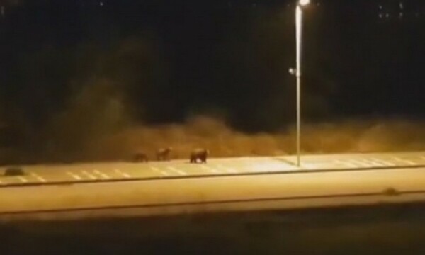 Τρεις αρκούδες έκαναν βόλτα στην άδεια Καστοριά - Κινητοποίηση στις αρχές