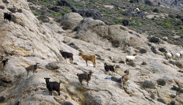 Οι κατσίκες στη Σαμοθράκη «βυθίζουν το νησί στην κρίση» - Θέμα στο Associated Press