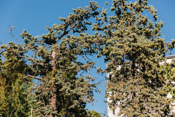 Blue Pine: Η ιστορία του πιο παλιού γαλλικού εστιατορίου της Κηφισιάς