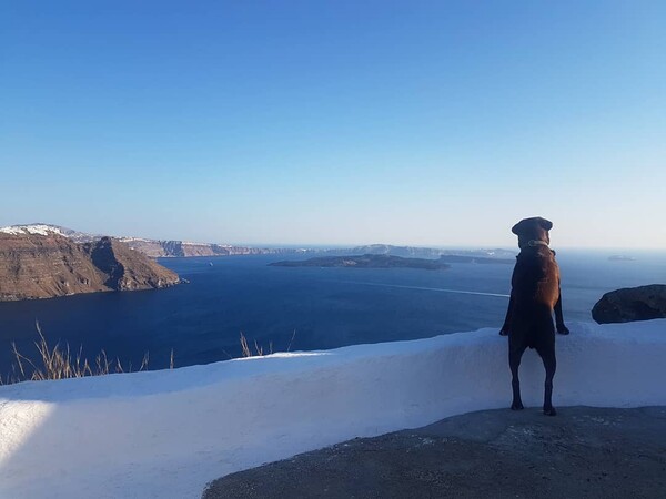 10 νέες φωτογραφίες απ' τα τέλεια ζώα των αναγνωστών μας #410