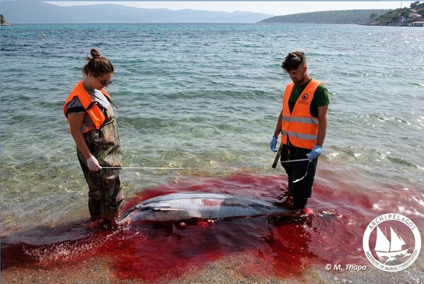 Νεαρή φώκια και τρία δελφίνια νεκρά στο Αιγαίο - Βρέθηκαν άγρια δολοφονημένα
