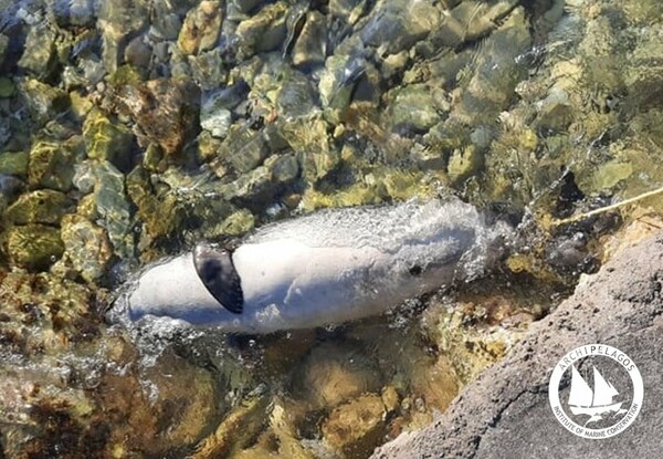 Νεαρή φώκια και τρία δελφίνια νεκρά στο Αιγαίο - Βρέθηκαν άγρια δολοφονημένα