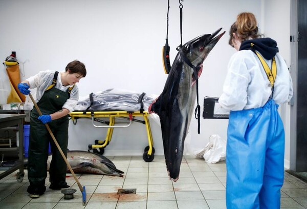 Εκατοντάδες δελφίνια ξεβράζονται νεκρά στις ακτές της Γαλλίας - «Σε κίνδυνο ο τοπικός πληθυσμός»