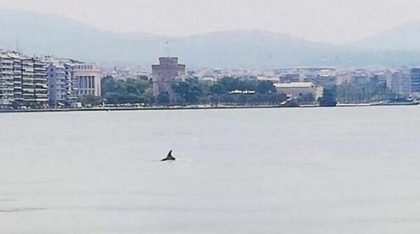 Δελφίνια παίζουν στον Θερμαϊκό - Έκπληξη στη Θεσσαλονίκη