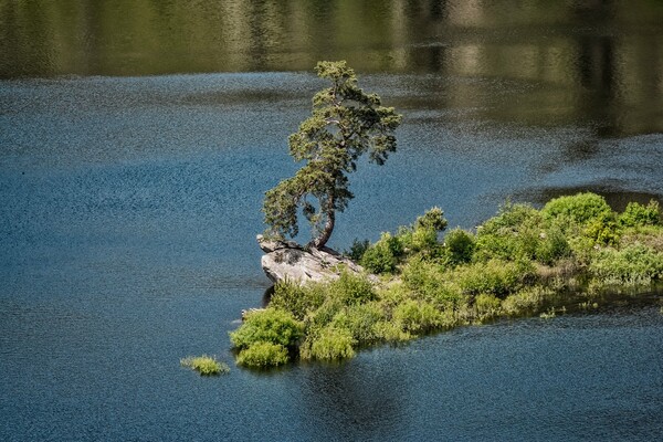«Φύλακας του Πλημμυρισμένου Χωριού»: Ένα πεύκο 350 ετών το πιο όμορφο δέντρο της Ευρώπης