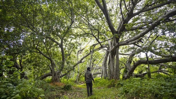 Thimmamma Marrimanu: Ένα δέντρο σαν δάσος - To μεγαλύτερο του κόσμου και «σύμβολο αιώνιας ζωής»