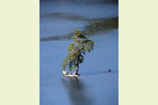 «Φύλακας του Πλημμυρισμένου Χωριού»: Ένα πεύκο 350 ετών το πιο όμορφο δέντρο της Ευρώπης