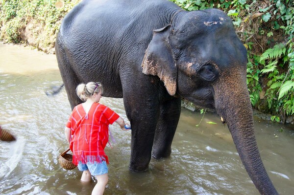 Κορωνοϊός: Oι ελέφαντες απειλούνται με λιμοκτονία λόγω lockdown στον τουρισμό της Ταϊλάνδης