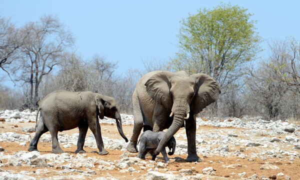 Ζιμπάμπουε: Πάνω από 50 ελέφαντες πέθαναν σε ένα μήνα εξαιτίας της ξηρασίας