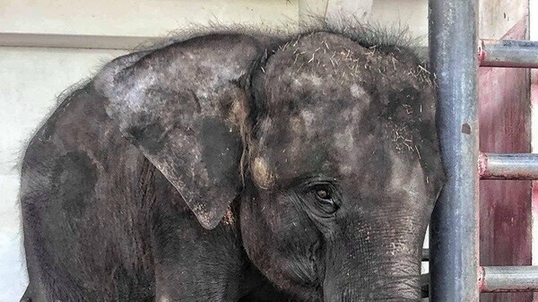 Κορωνοϊός: Oι ελέφαντες απειλούνται με λιμοκτονία λόγω lockdown στον τουρισμό της Ταϊλάνδης