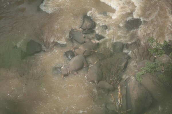 Δραματική στιγμή με έξι ελέφαντες που πέθαναν ενώ προσπαθούσαν να σώσουν ο ένας τον άλλο