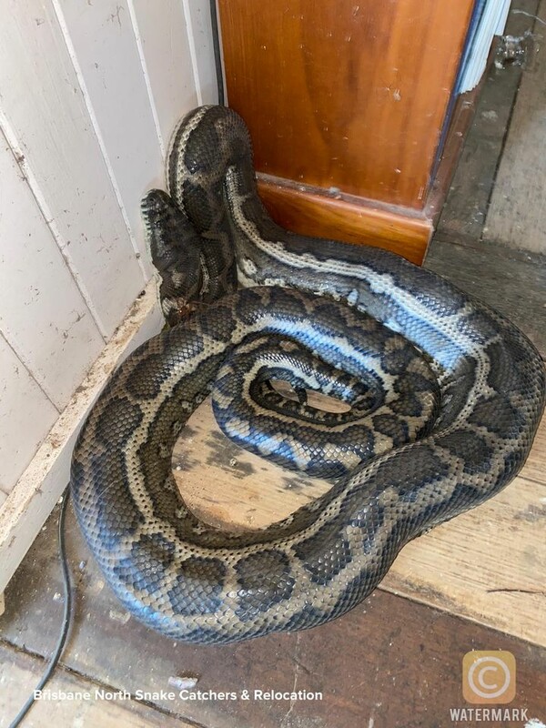 Αυστραλία: Γύρισε στο σπίτι και βρήκε 2 τεράστια φίδια- Έπεσαν από το ταβάνι