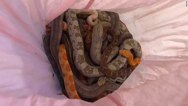 Μυστήριο στη Βρετανία: Αφήνουν μαξιλαροθήκες γεμάτες φίδια, έξω από την πυροσβεστική