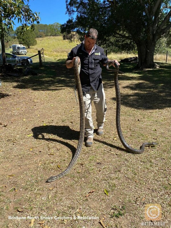 Αυστραλία: Γύρισε στο σπίτι και βρήκε 2 τεράστια φίδια- Έπεσαν από το ταβάνι