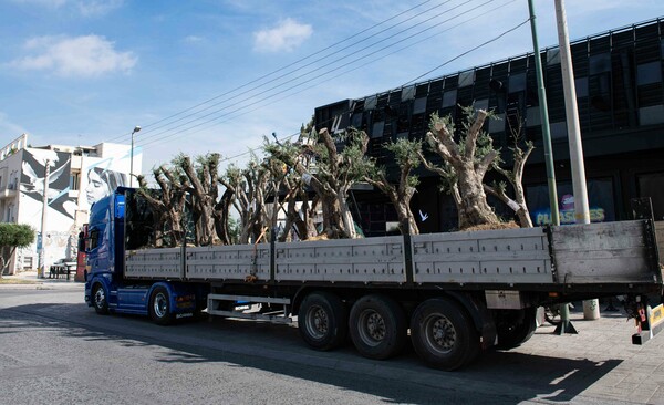 Δεκάδες αιωνόβιες ελιές στην Ιερά οδό για την Παγκόσμια Ημέρα Περιβάλλοντος από τον Δήμο Αθηναίων