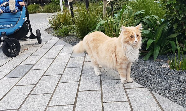 Mittens: Ο γάτος - μασκότ του Ουέλινγκτον – Όλοι θέλουν να φωτογραφηθούν μαζί του