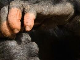 Ο γορίλας με τα «ανθρώπινα» χέρια - Τα δάχτυλα της Anaka έγιναν viral