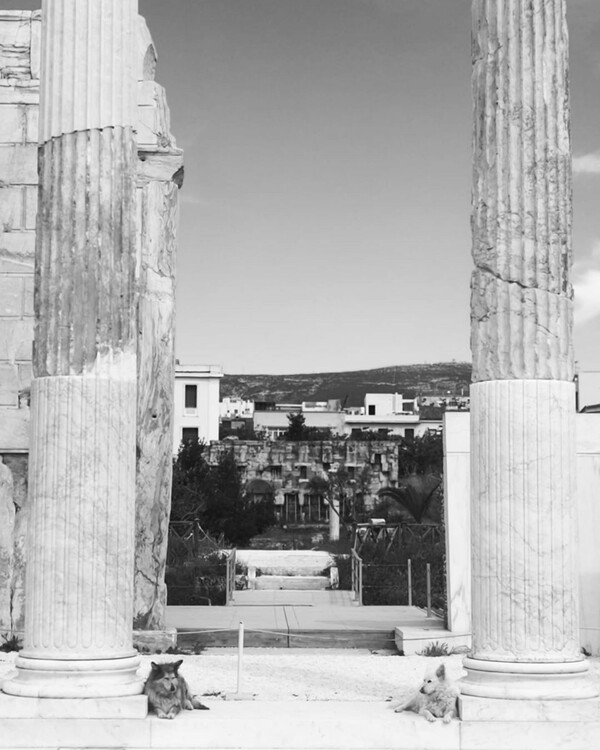 10 νέες φωτογραφίες απ' τα τέλεια ζώα των αναγνωστών μας #307