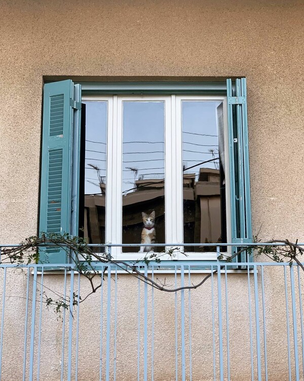 10 νέες φωτογραφίες απ' τα τέλεια ζώα των αναγνωστών μας #301