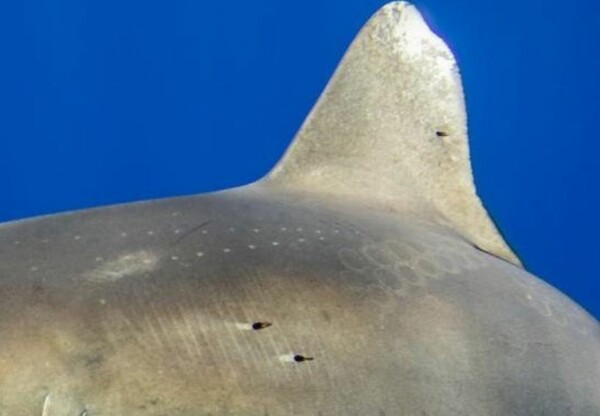 Μια μάχη που ο άνθρωπος δεν έχει δει ποτέ, αποκαλύφθηκε από σημάδια στη ράχη καρχαρία